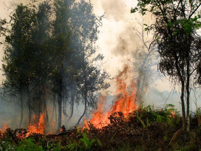 Bencana alam Kebakaran Hutan 